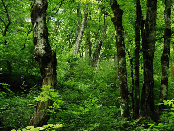 人工林と天然林