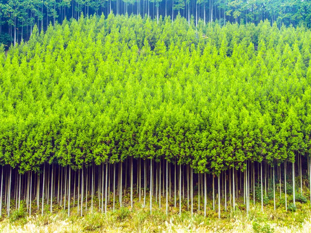 育成単層林 同じ樹齢の木を一斉に育てた森林 の写真