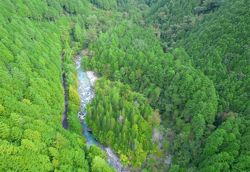 木曽ヒノキの写真