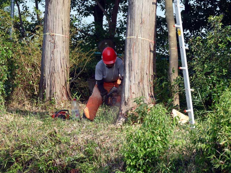 森林施業 森を育てて未来につなぐしくみの写真