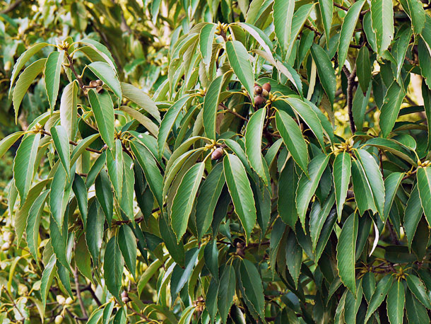 照葉樹 暖温帯〜亜熱帯に発達する常緑広葉樹の写真