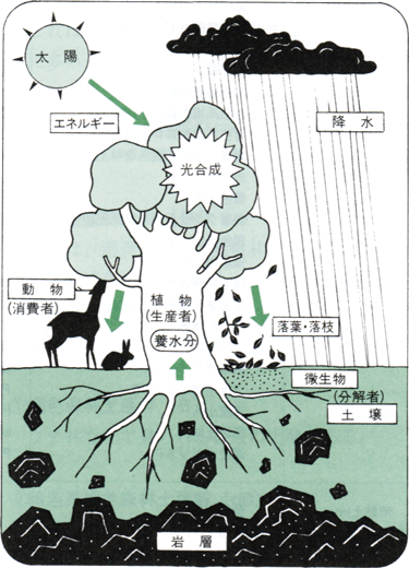 森林生態系と土壌 森林 林業学習館