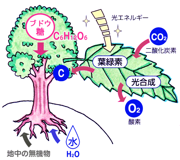 森林生態系の原動力　光合成