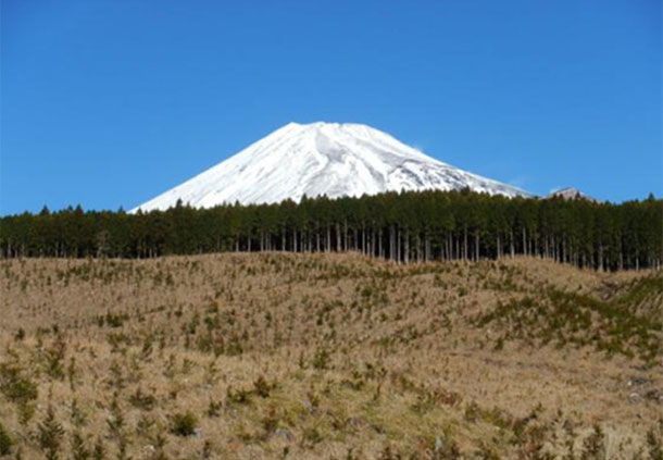 シカの食害を受け成林が見込めないヒノキ植林地の写真