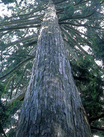 檜 桧 ヒノキ ひのき 世界最高レベルの木